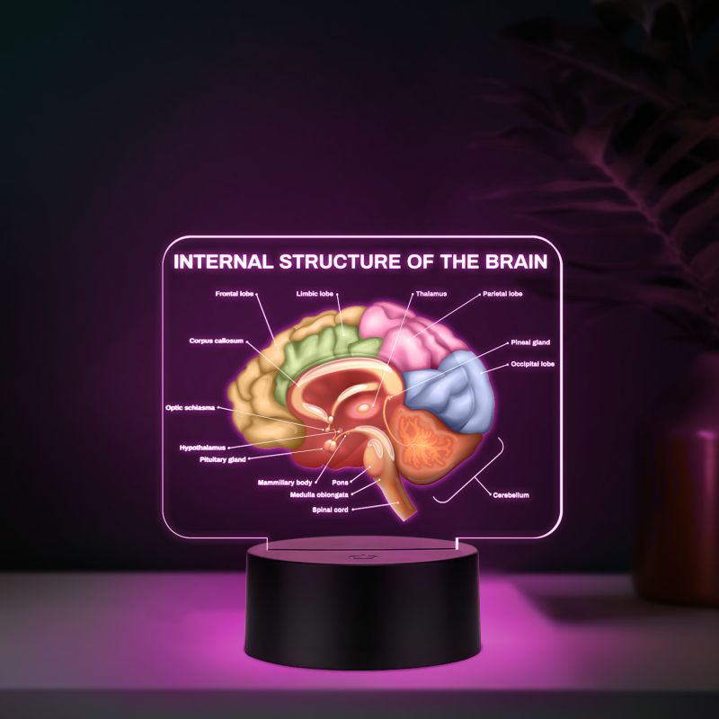 3D Illusion Internal Structure of The Brain LED Lamp, Anatomical Brain Model Night Light with Color Changing Black Base, Educational Medical Decor Science Student & Doctor Clinic Decor
